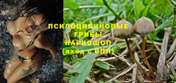 индика Абаза